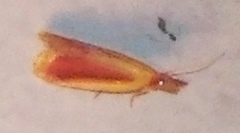 Peoria approximella