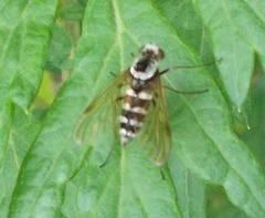 Chrysopilus fasciatus