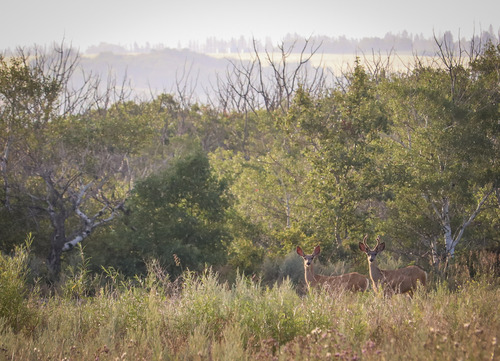 White-tailed Deer