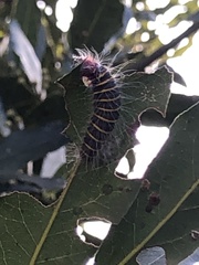 Pyrrhopyge