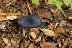 Entoloma panniculus