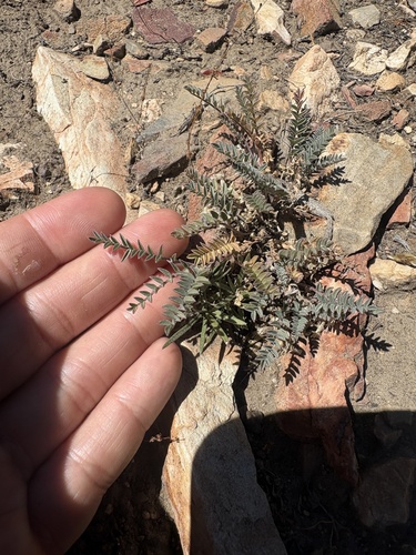 Astragalus lentiginosus observed 2026-08-16