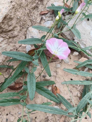 Convolvulus chinensis