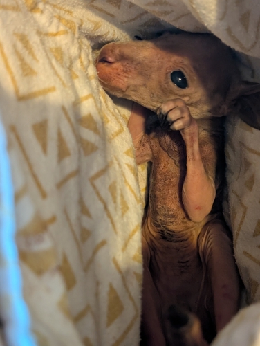 Eastern Grey Kangaroo