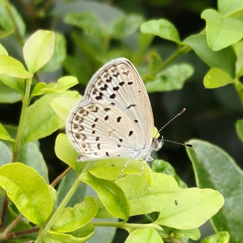 Pale Grass Blue