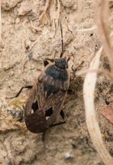 Graptopeltus lynceus