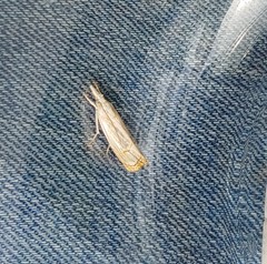 Parapediasia decorellus