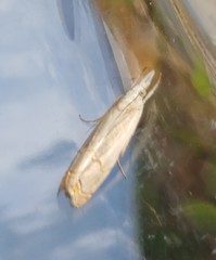 Parapediasia decorellus