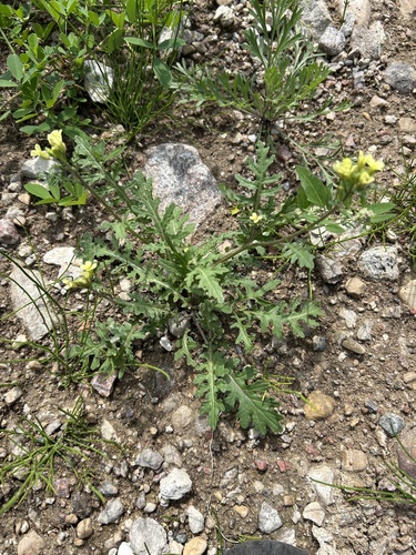 Hairy Rocket