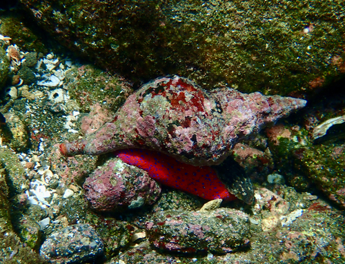 Triplofusus princeps observed 2026-08-16