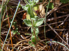 Veronica orsiniana