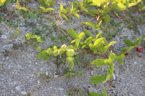 Passiflora ciliata