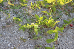 Passiflora ciliata