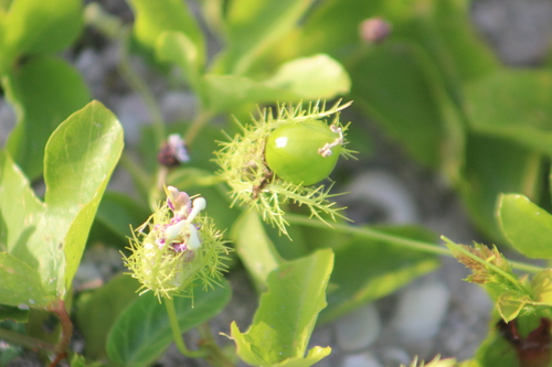 Passiflora ciliata, photograph 1