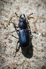 Platycerus oregonensis