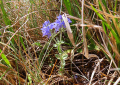 Veronica orsiniana