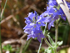 Veronica orsiniana