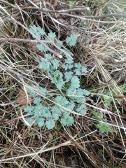 Thalictrum petaloideum