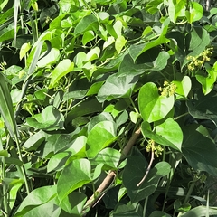 Tinospora cordifolia, photograph Raja Sekhar Chimirala, CC BY, iNaturalist via GBIF