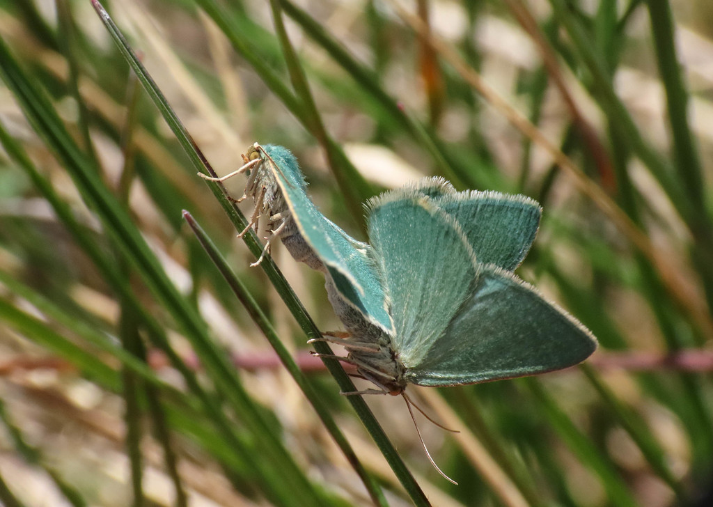 Southern Grass Emerald