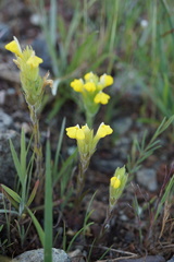 Castilleja rubicundula