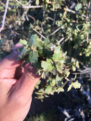 Quercus john-tuckeri