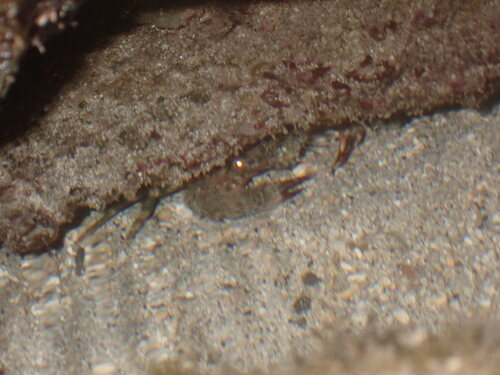 Thalamita coeruleipes observed 2026-08-15