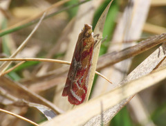Ancylosis cinnamomella