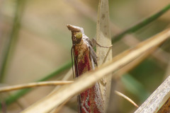 Ancylosis cinnamomella