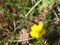 Potentilla rigoana