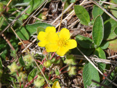 Potentilla rigoana