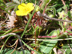 Potentilla rigoana