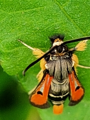 Pyropteron chrysidiforme