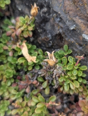 Penstemon davidsonii, photograph (c) My-Lan Le, some rights reserved (CC BY)
