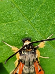 Pyropteron chrysidiforme