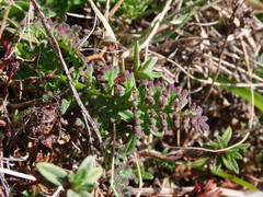 Pedicularis elegans