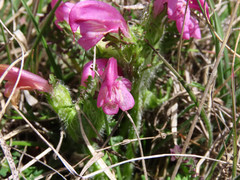 Pedicularis elegans