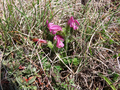 Pedicularis elegans