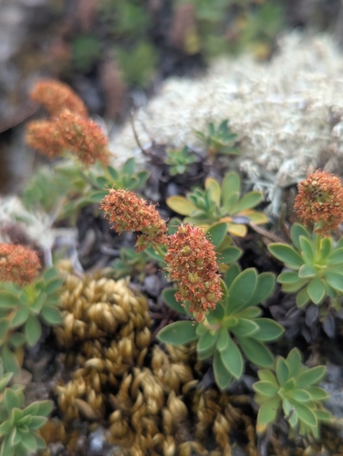 Petrophytum hendersonii, photograph 1