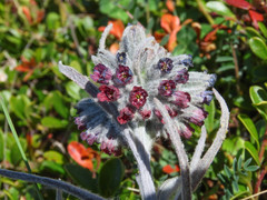 Cynoglossum magellense