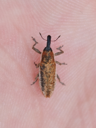 Lixus subtilis