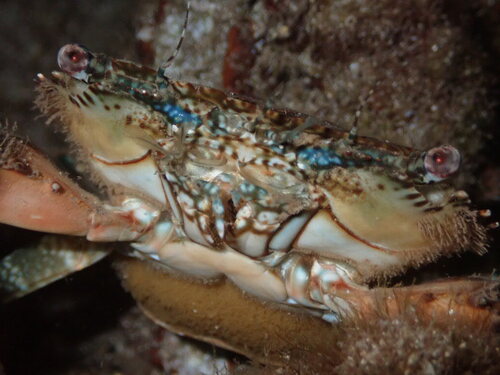 Thalamita coeruleipes observed 2026-08-15