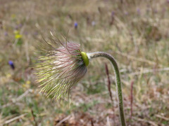 Pulsatilla montana