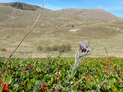 Cynoglossum magellense