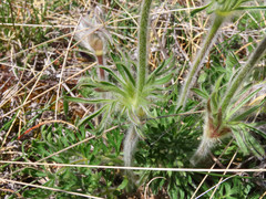 Pulsatilla montana