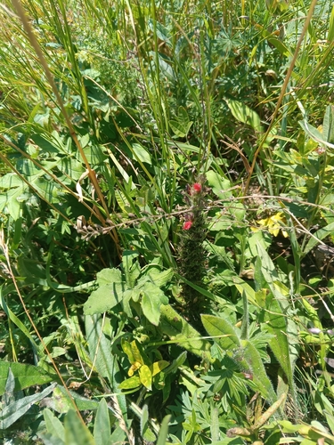 Pontechium maculatum