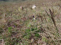 Pulsatilla montana