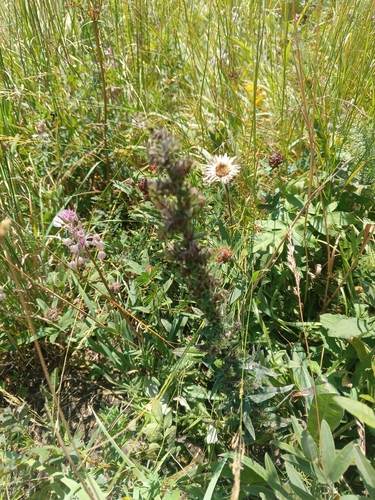 Pontechium maculatum, photograph 2