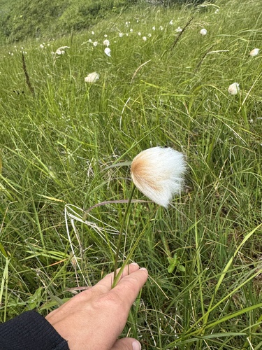 Eriophorum chamissonis, 2026-08-16