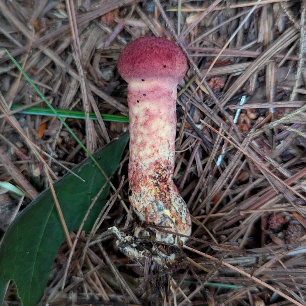 Painted Suillus · August 2026 · photo: Photo: no rights reserved · iNaturalist